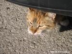 cat under car