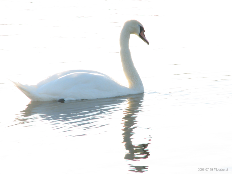 Swan