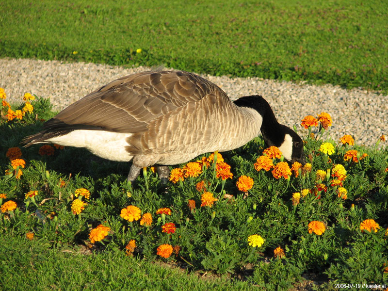 Tasty Flowers