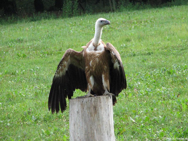 Vulture