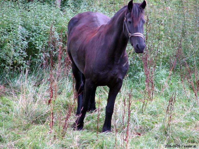 black horse