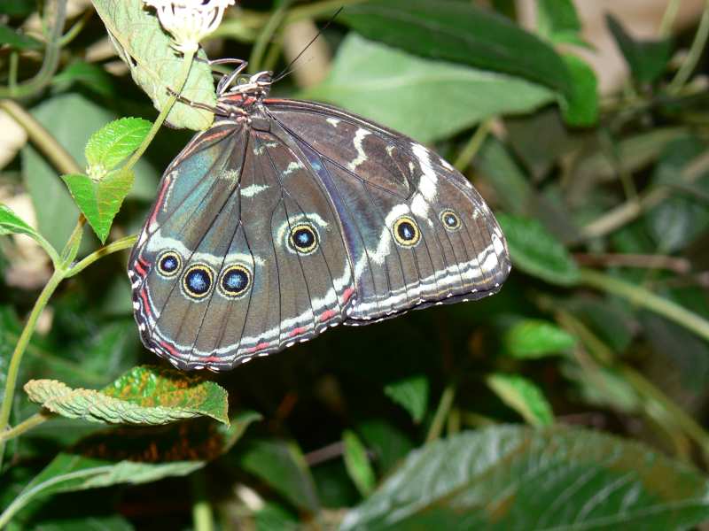 Schmetterling 3